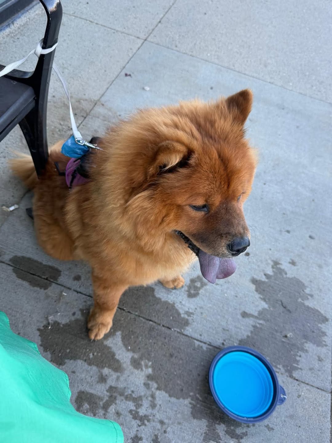 Lost dog