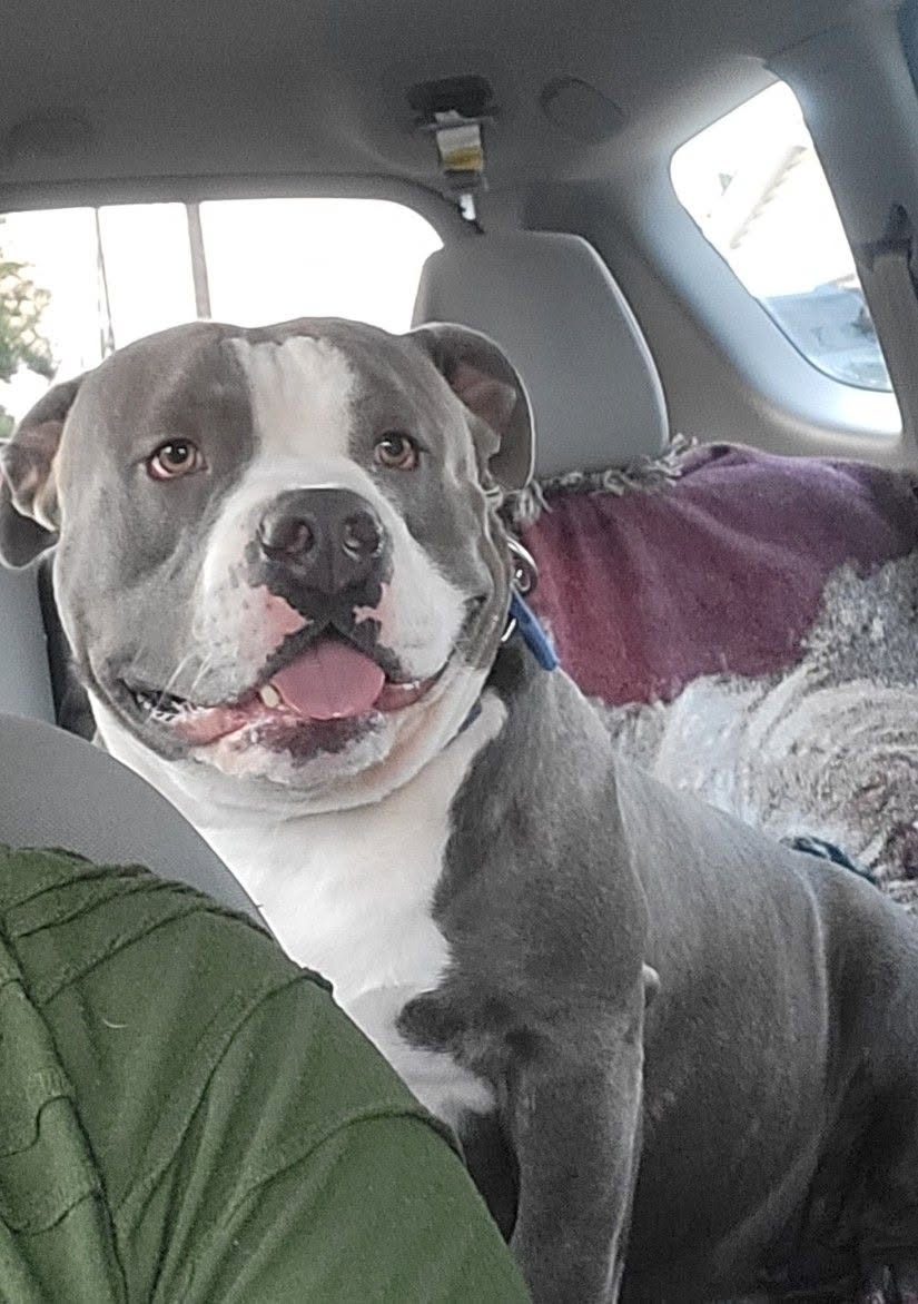 Lost dog