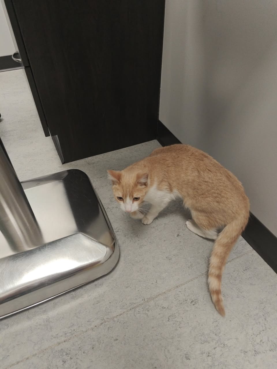 Lost cat