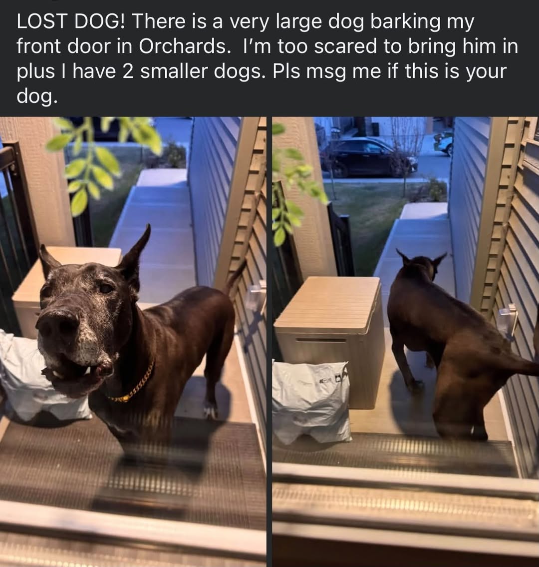 Found dog