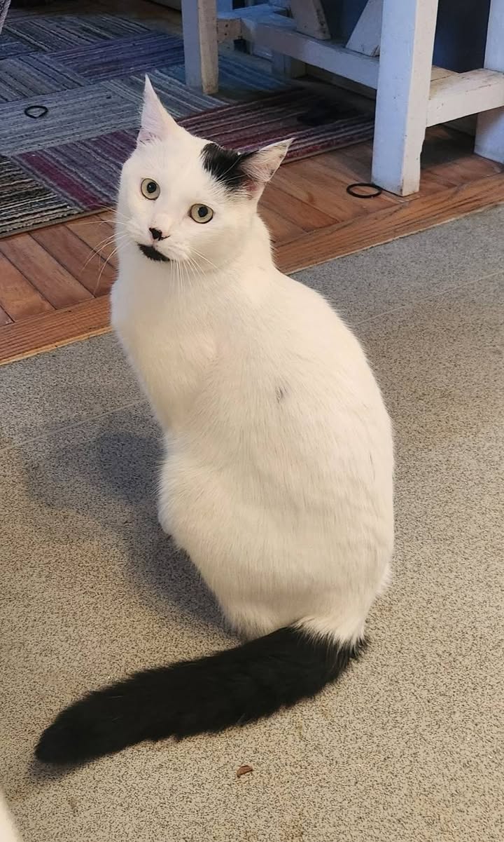 Lost cat