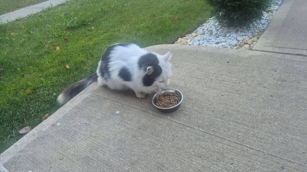 Found cat