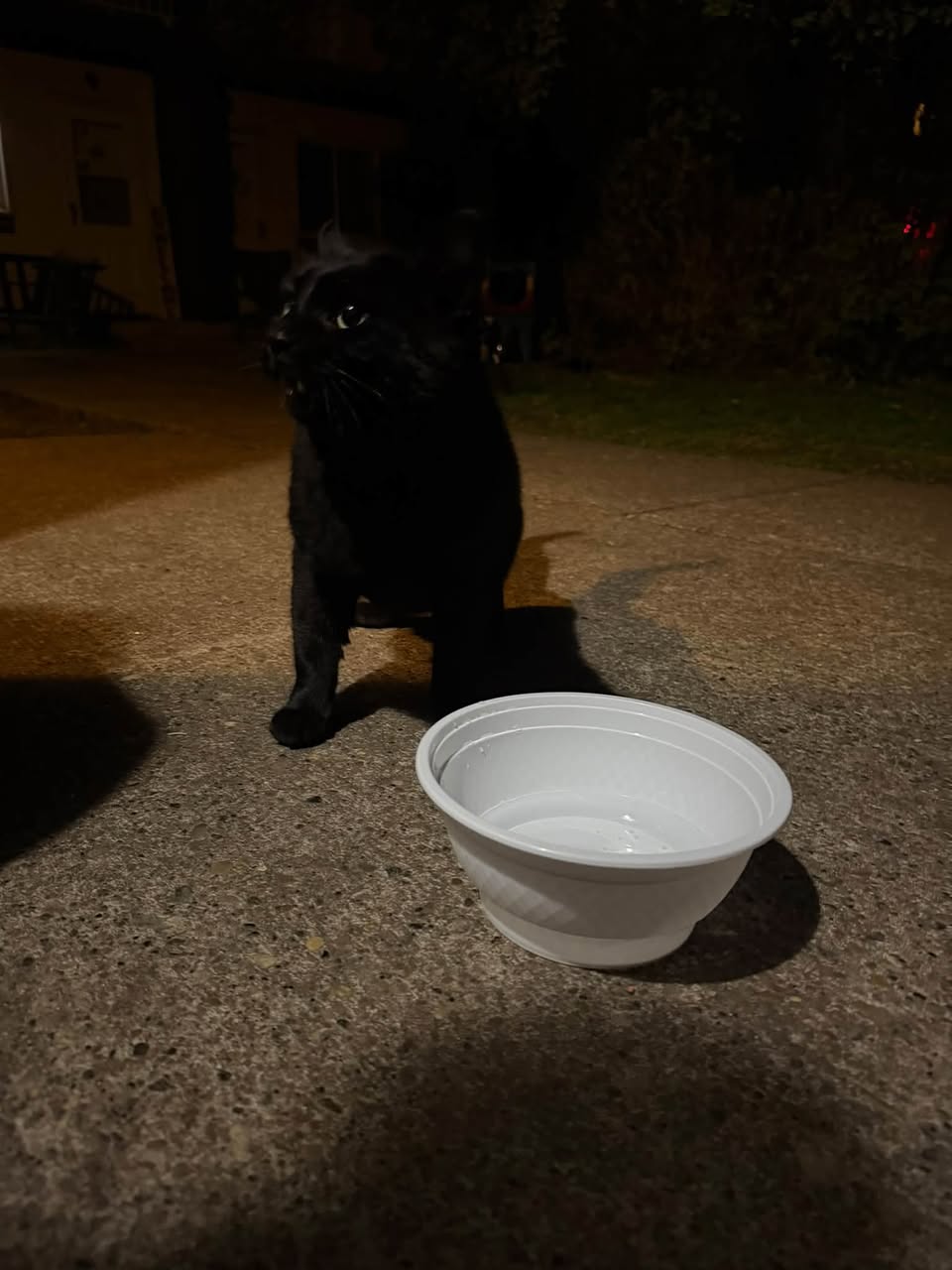 Found cat