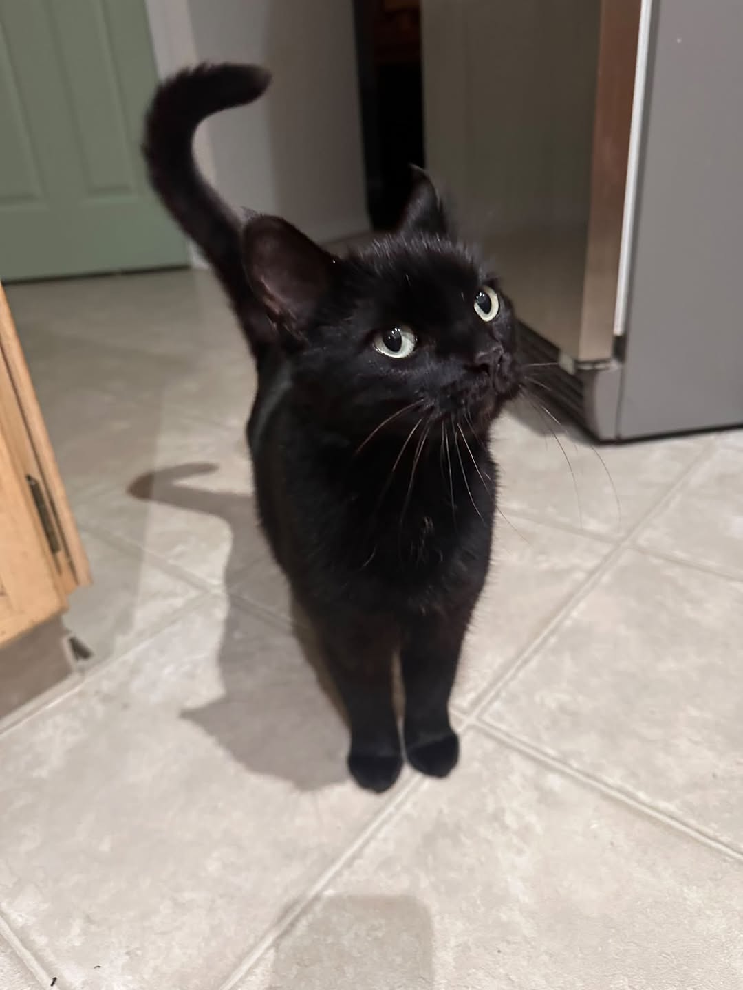 Found cat