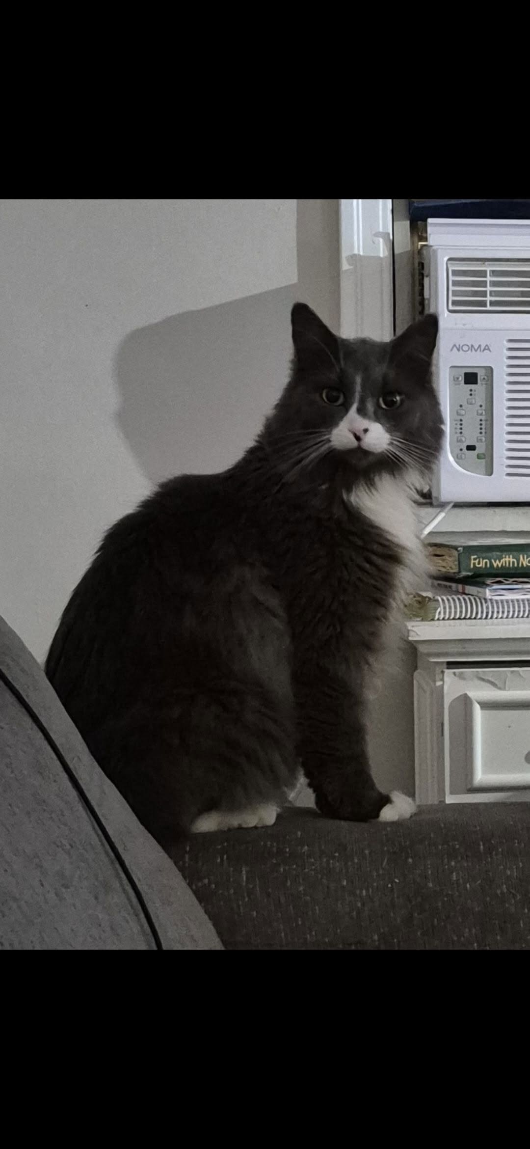 Lost Cat in Edmonton