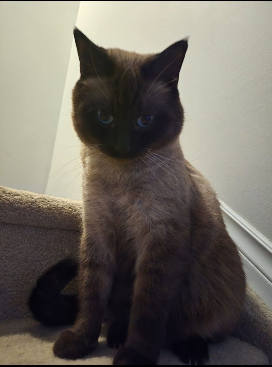 Lost Cat in Edmonton