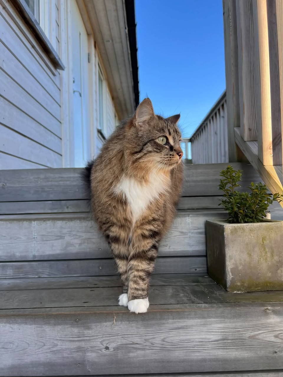 Lost Cat in Sola