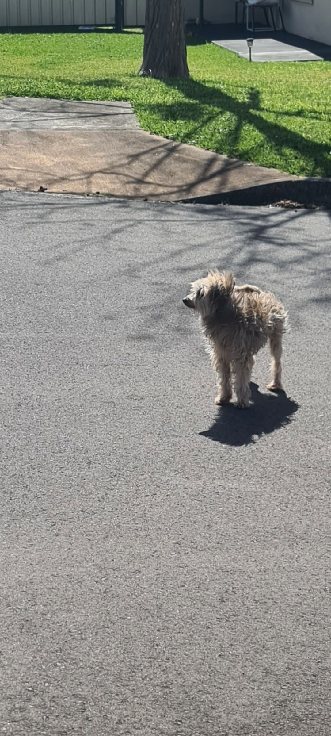 Found dog