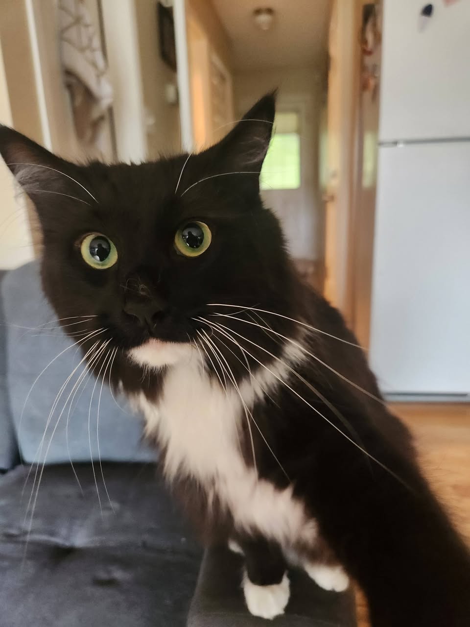 Lost cat