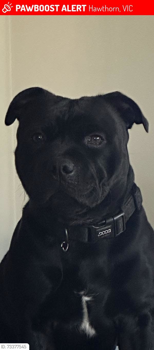 Lost dog