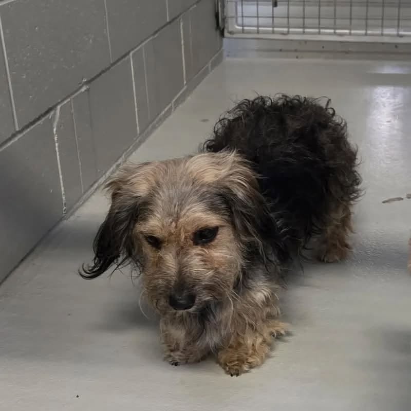 Found dog