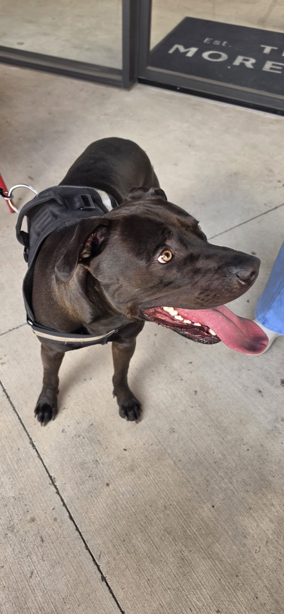 Found dog