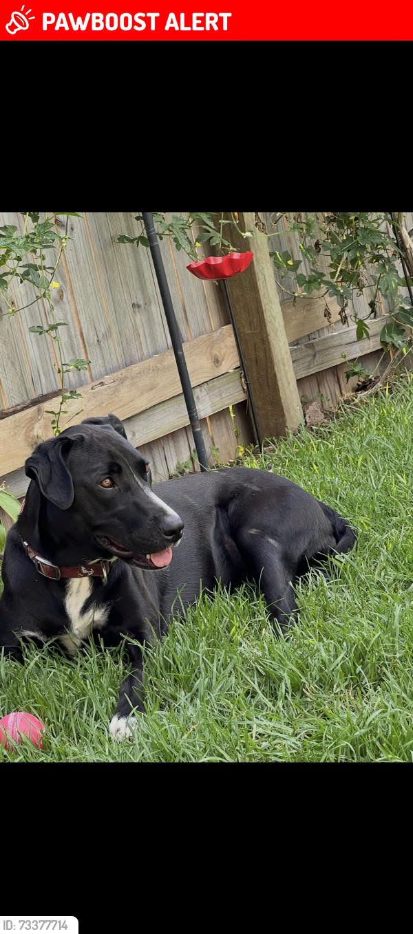 Lost dog