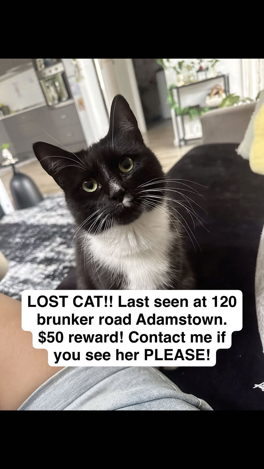 Lost Cat in Adamstown