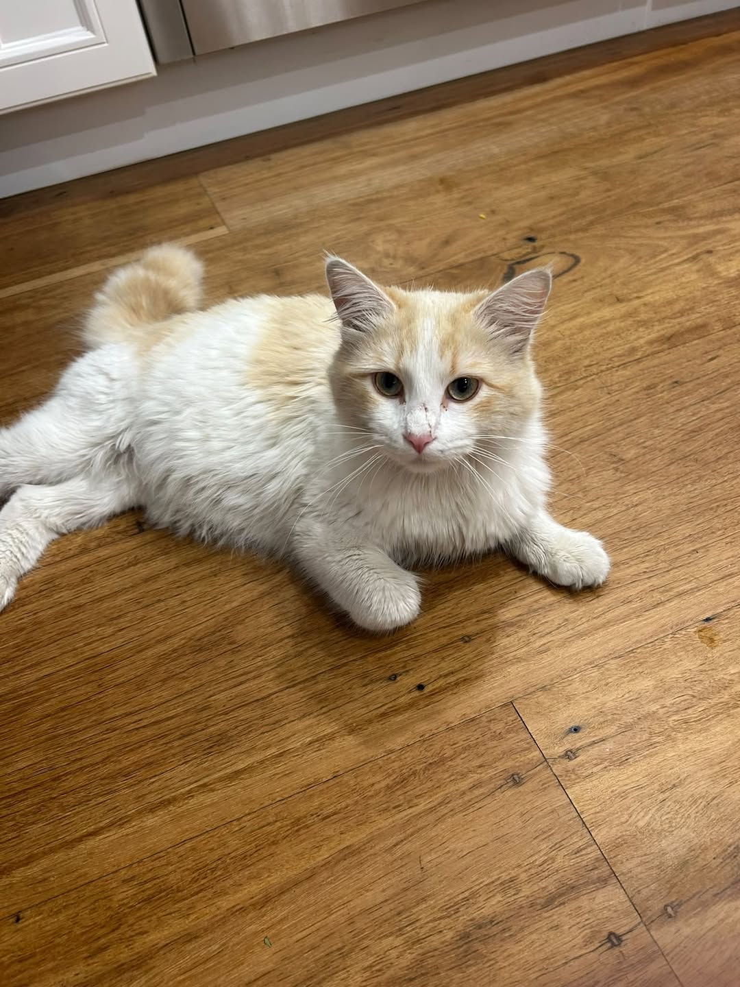 Found cat