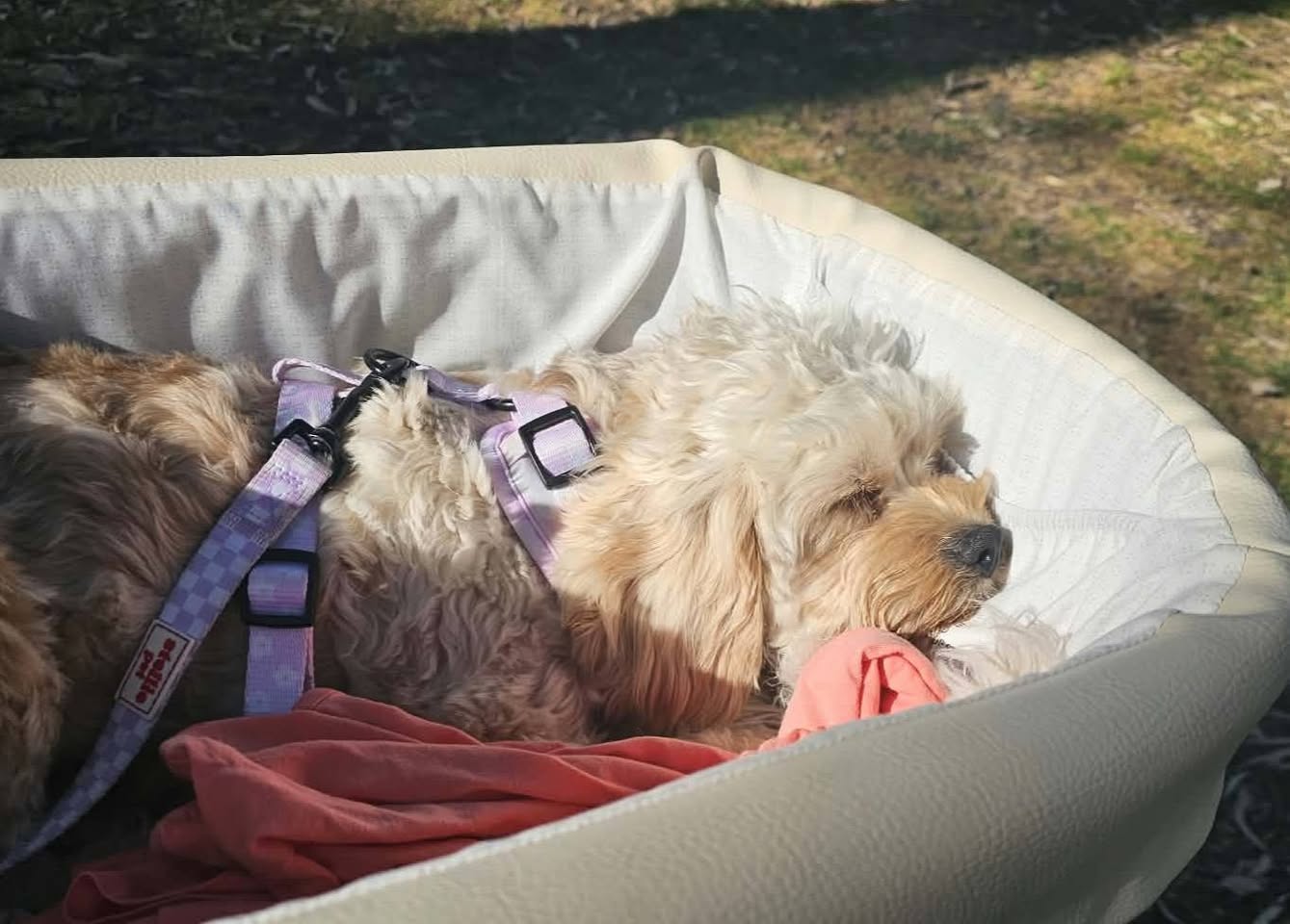 Lost dog