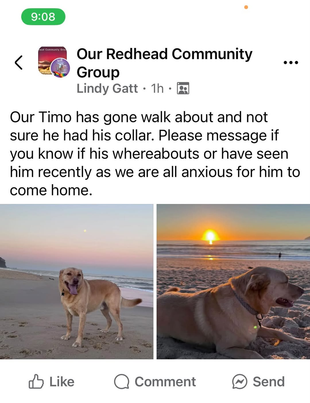 Lost dog