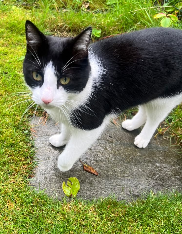 Found cat