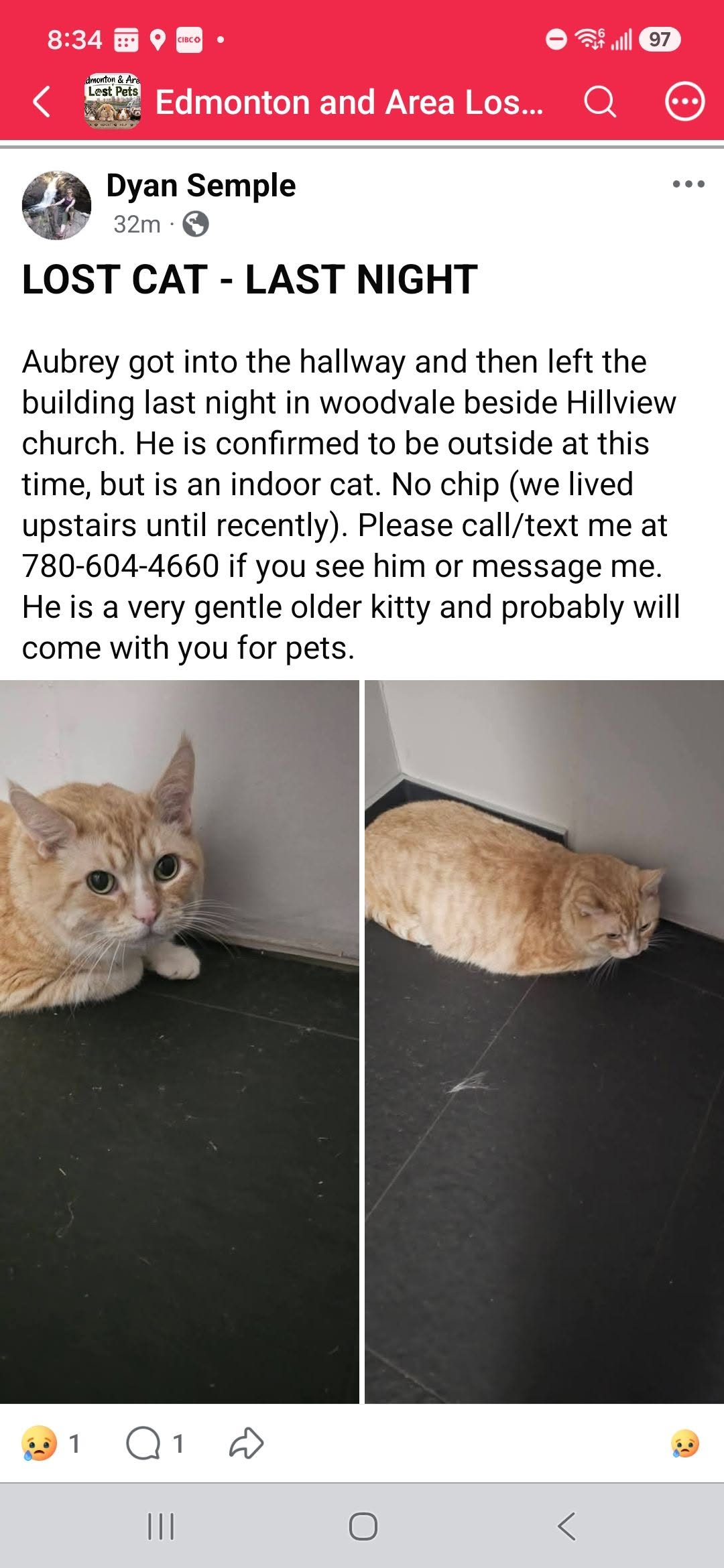 Lost Cat in Woodvale