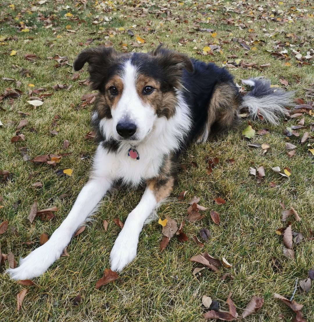 Lost Dog in Riverbend