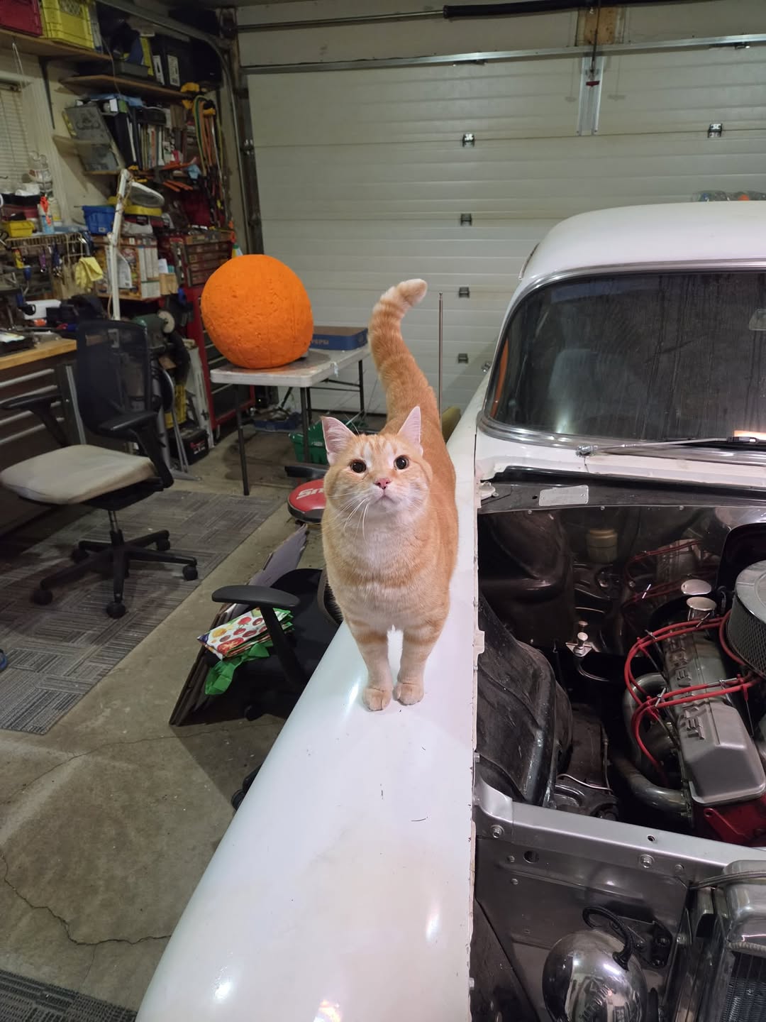 Found cat