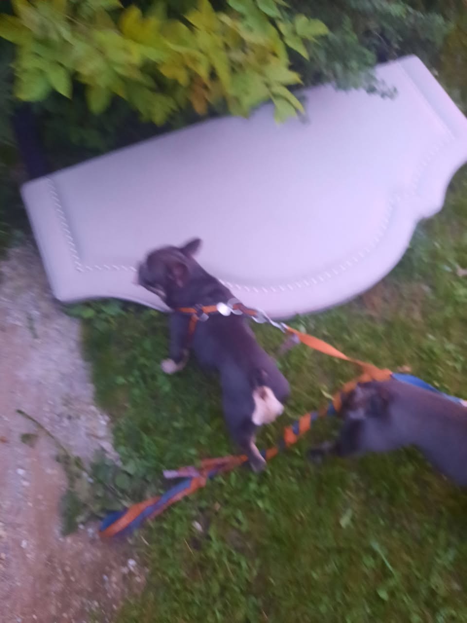 Lost dog