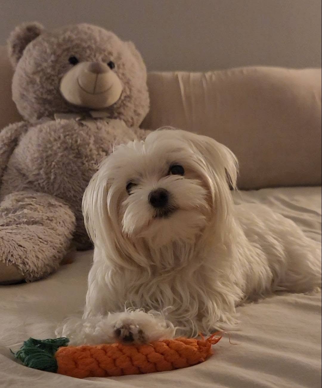 Lost dog