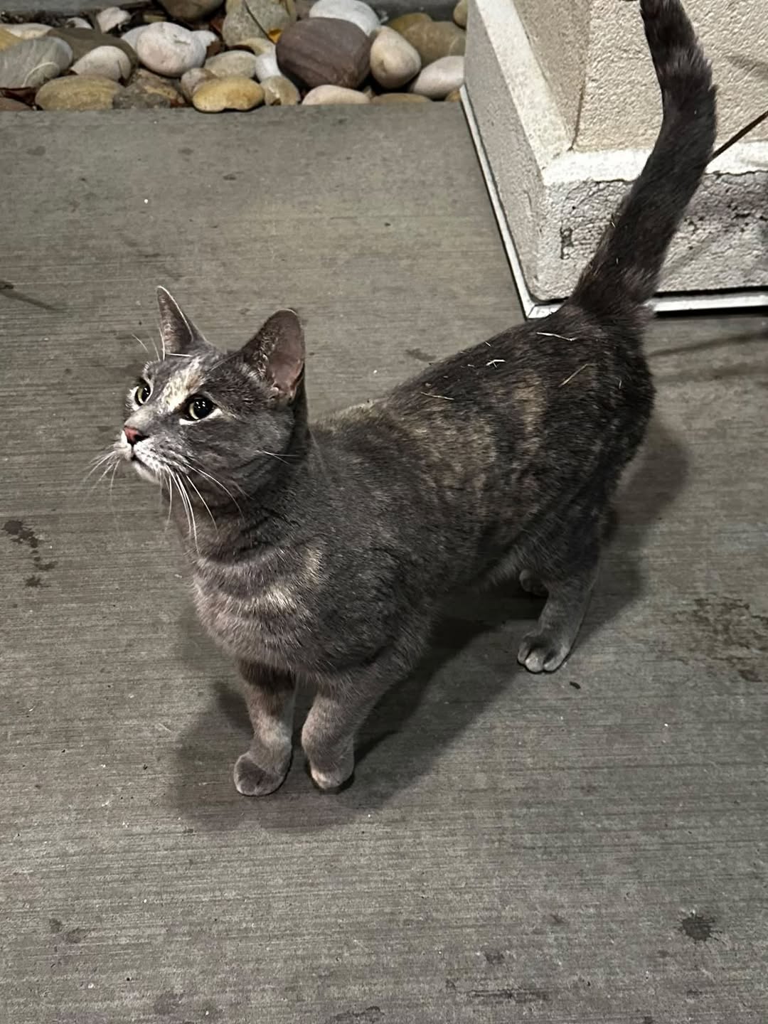 Found cat