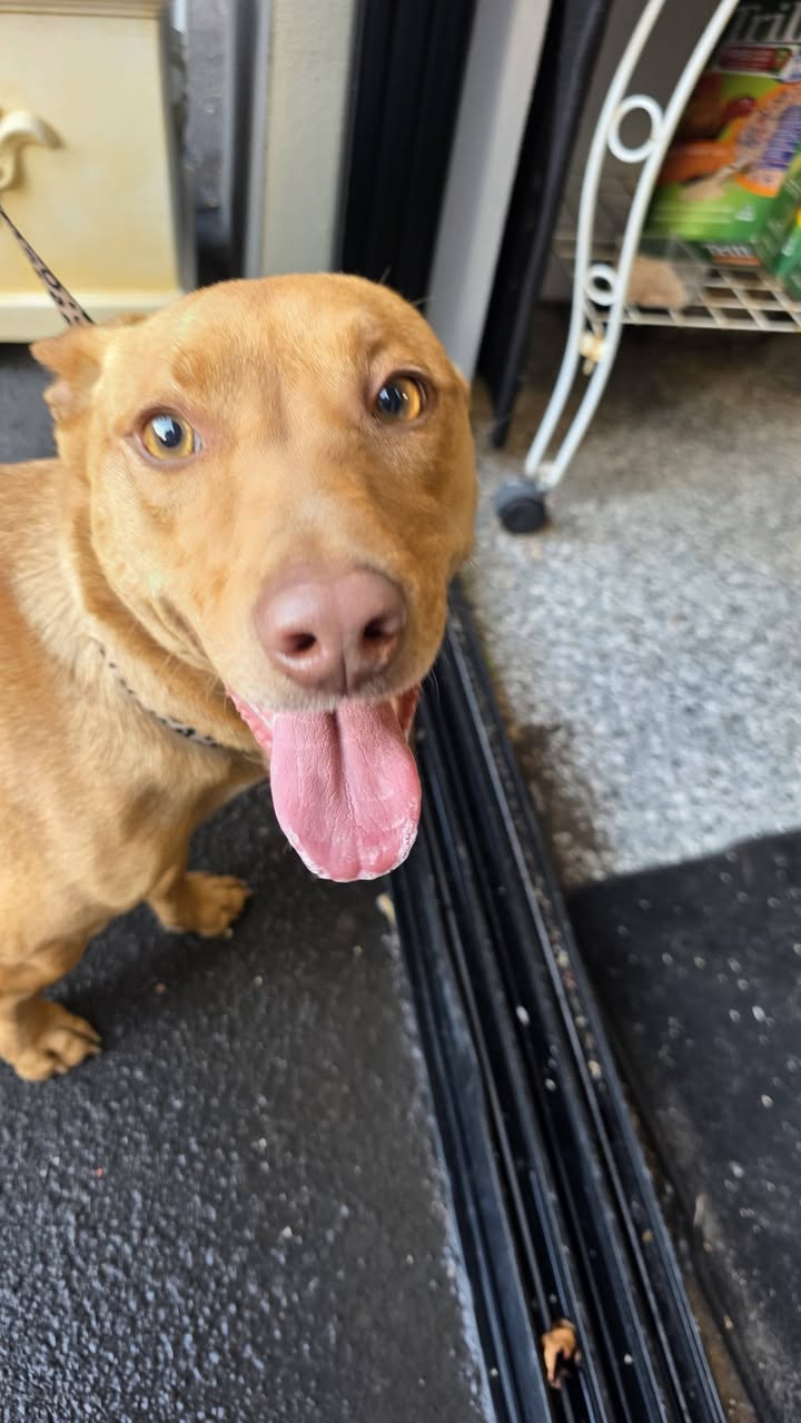 Found dog