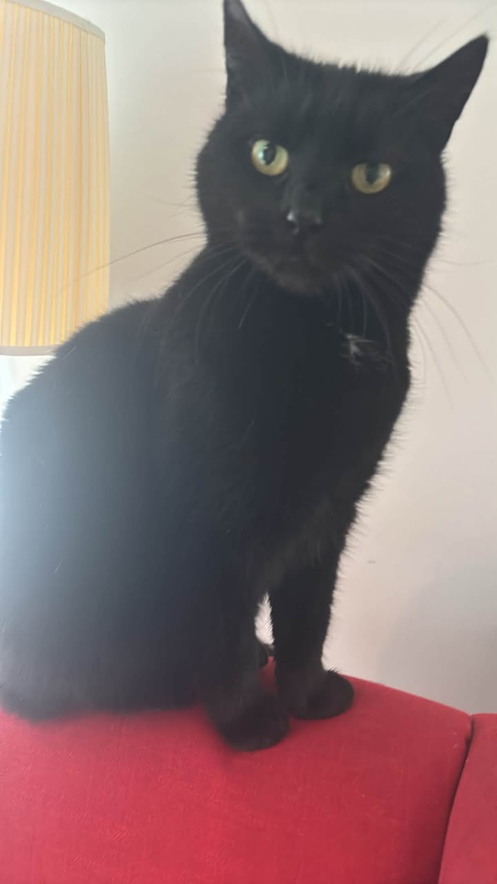Lost Cat in Stavanger