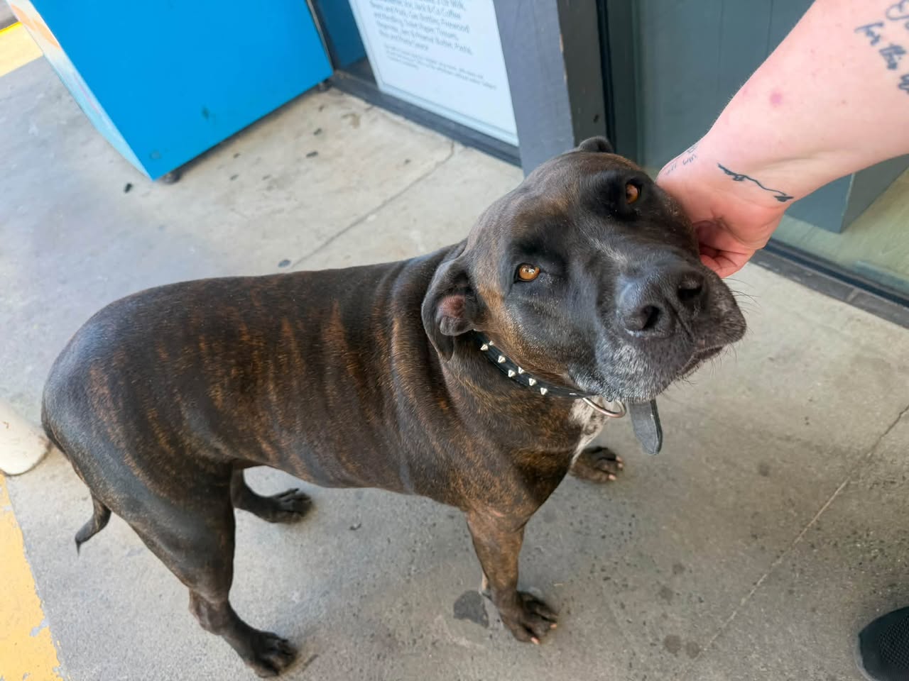 Found dog