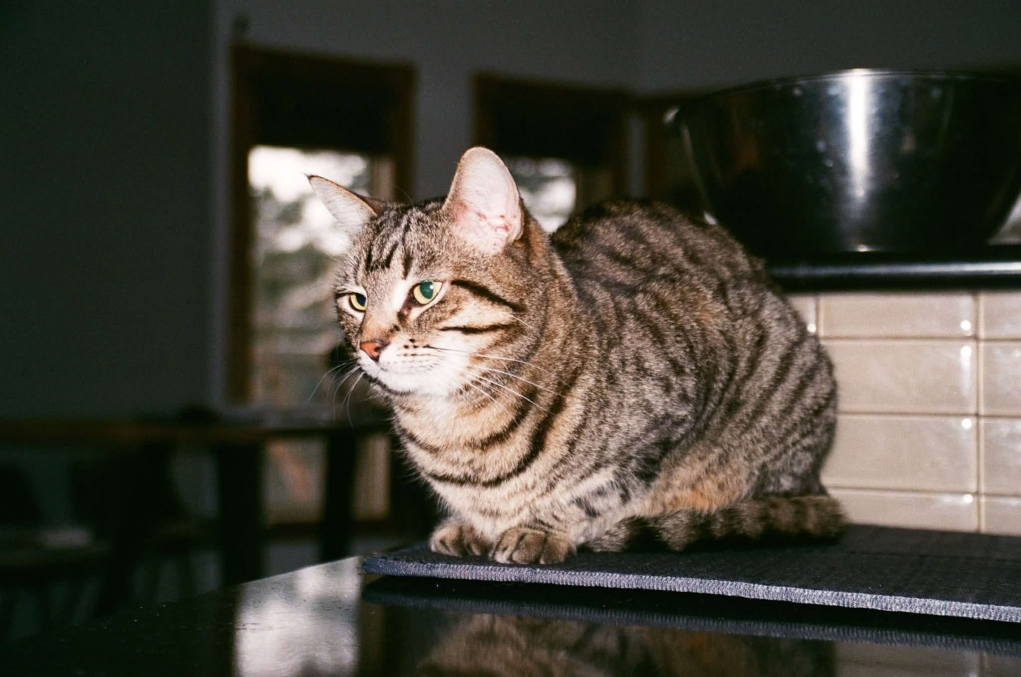 Lost cat