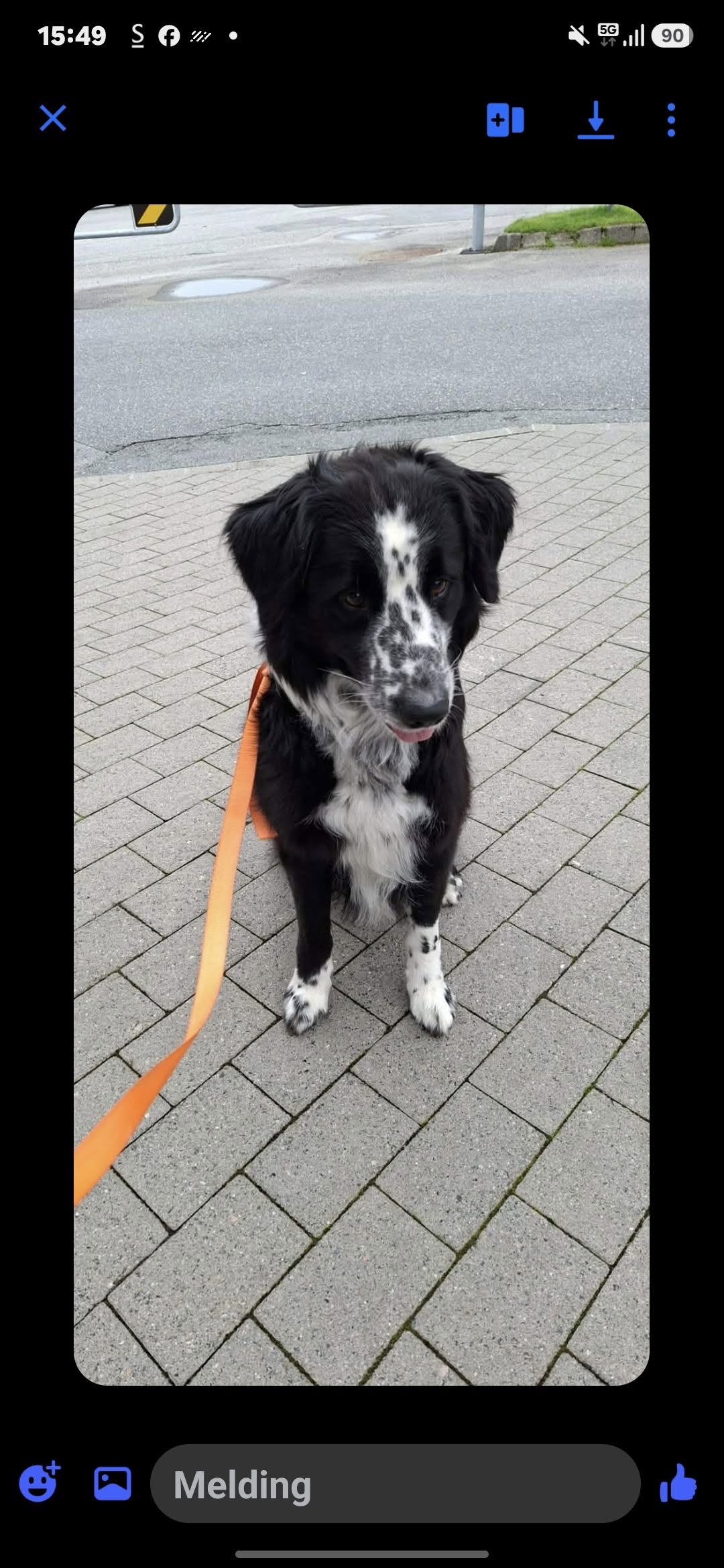 Found dog