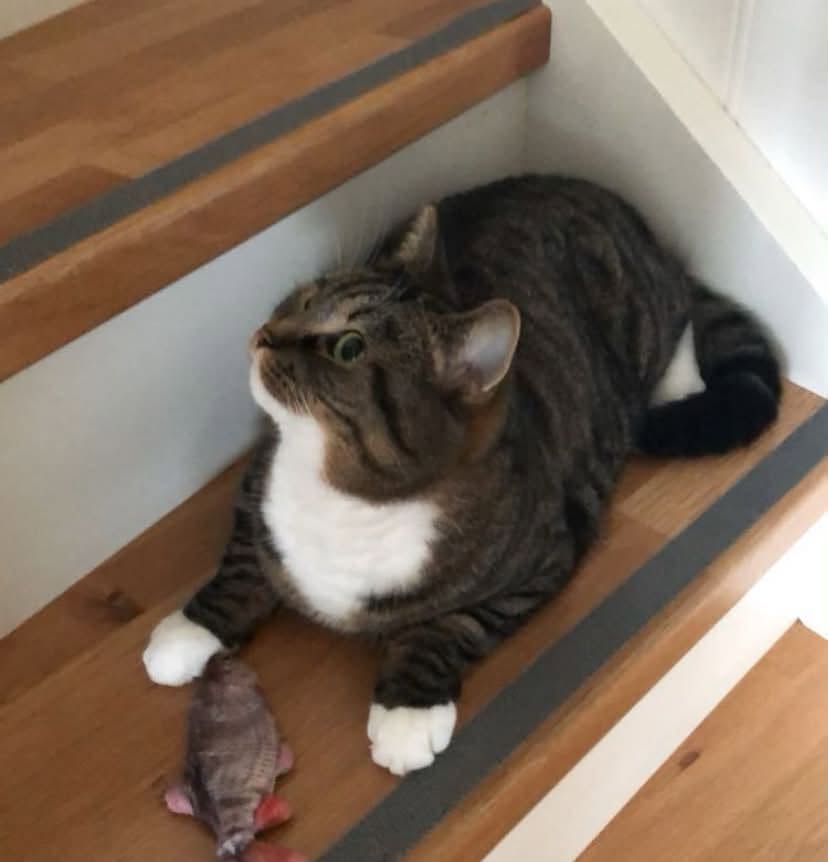 Lost Cat in NæRbø