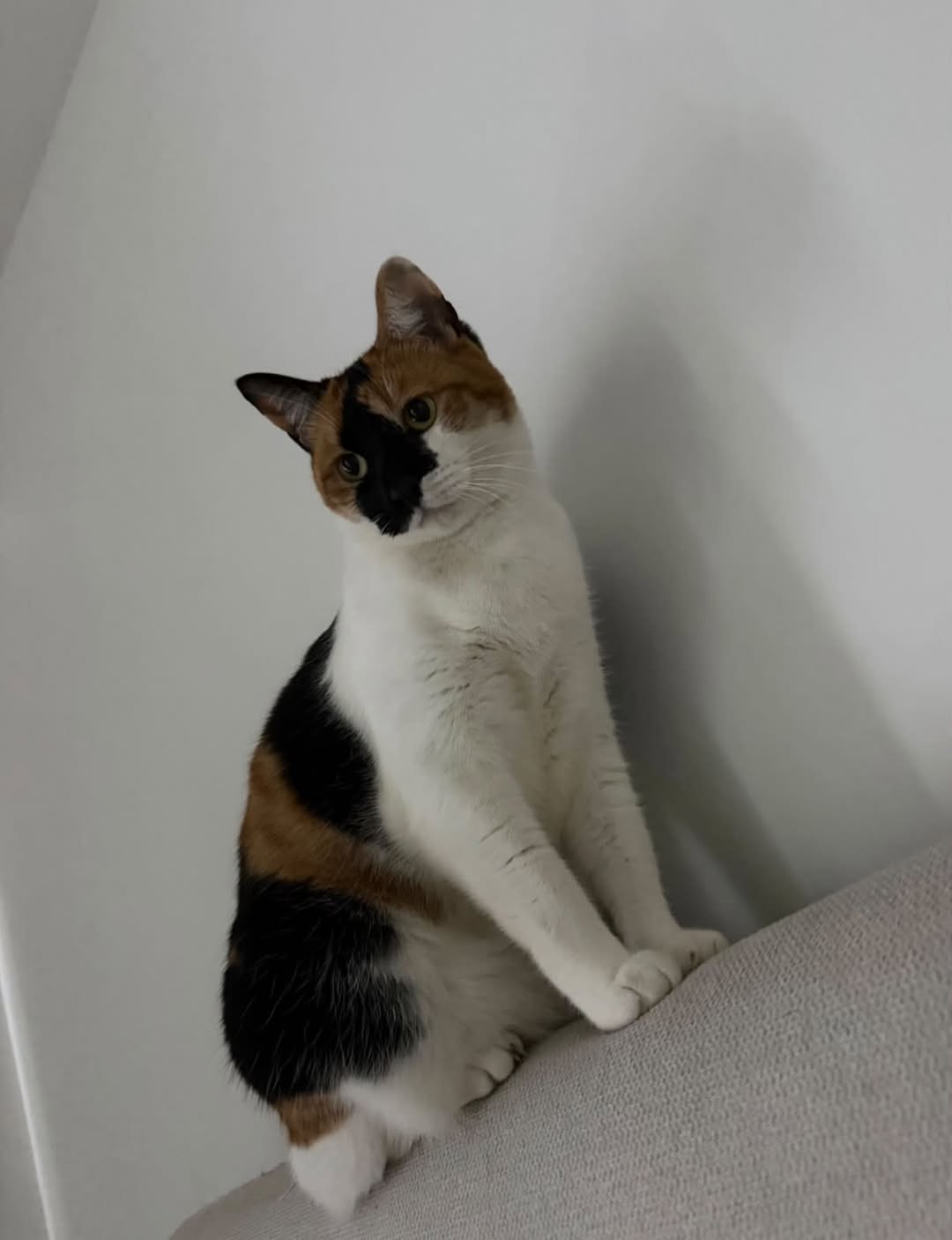Lost Cat in Sydney