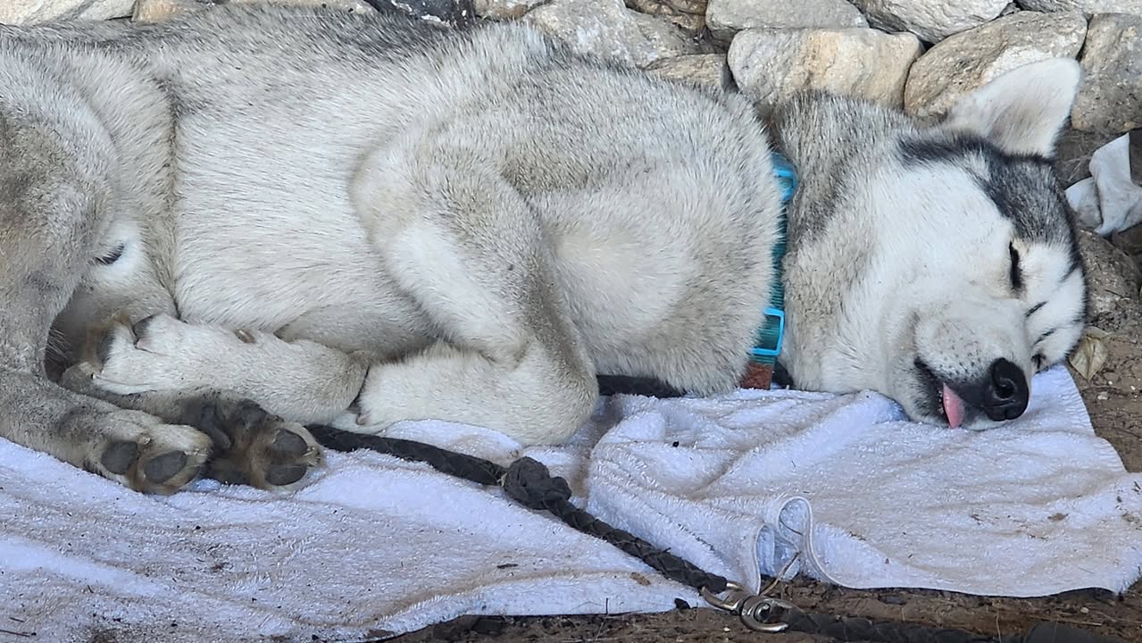 Lost Dog in Sydney