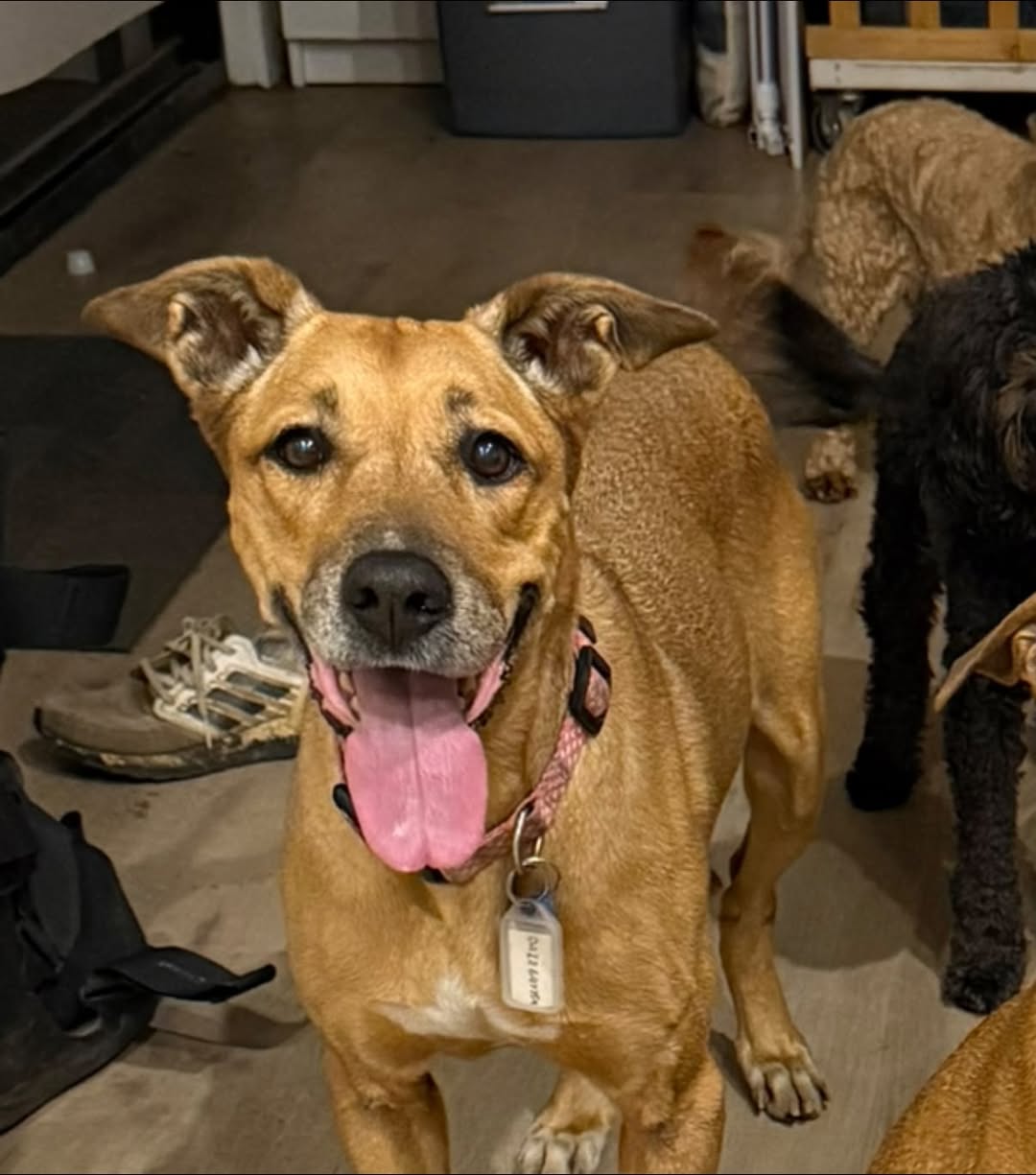 Lost Dog in Glossodia