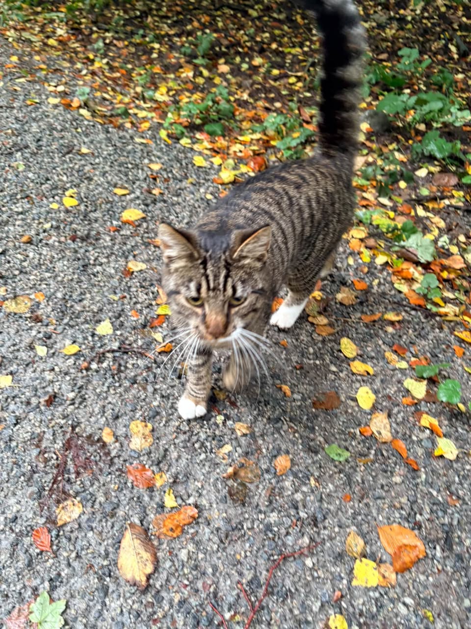 Found cat