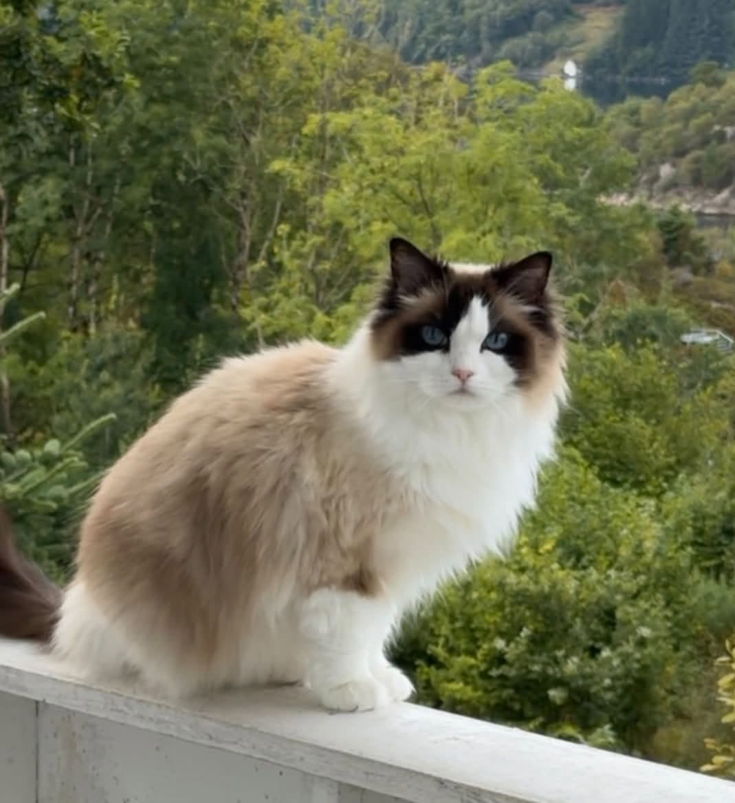 Lost Cat in TysvæR