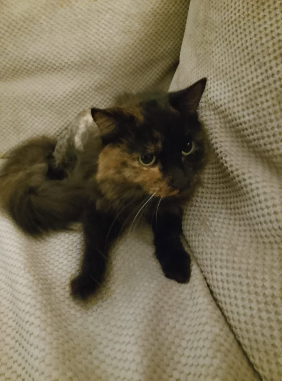 Lost cat