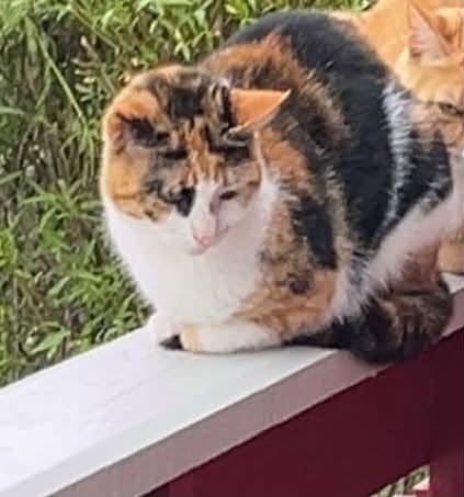 Lost Cat in Stavanger