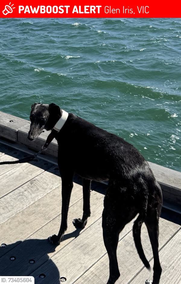 Lost dog