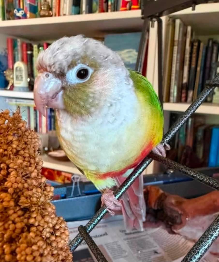 Found bird