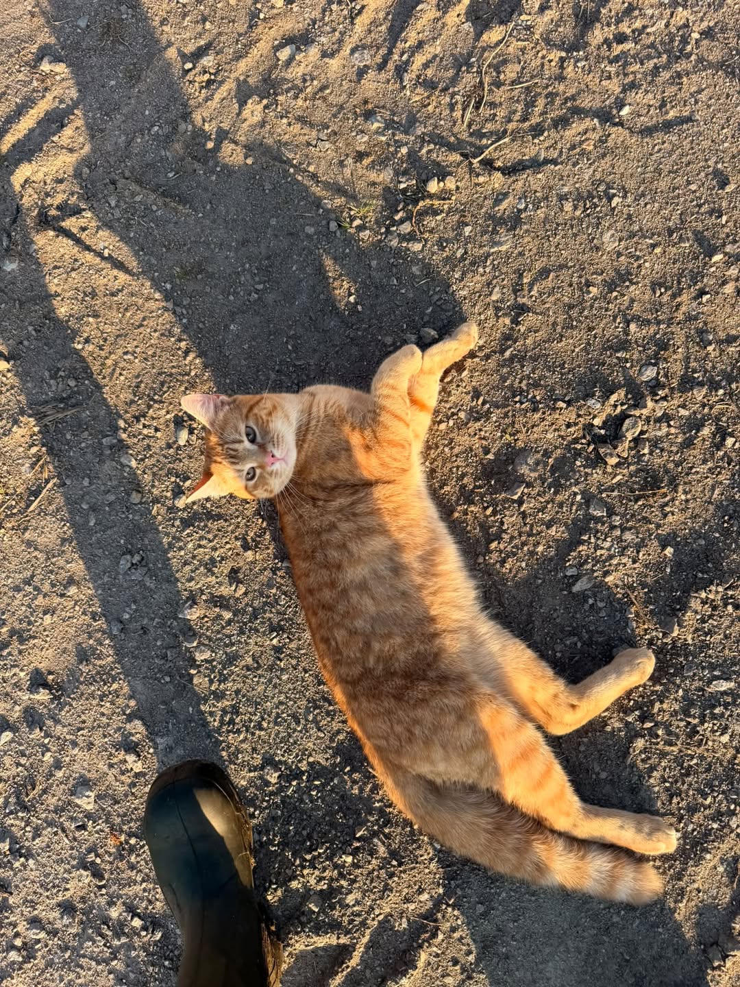 Lost Cat in Lode