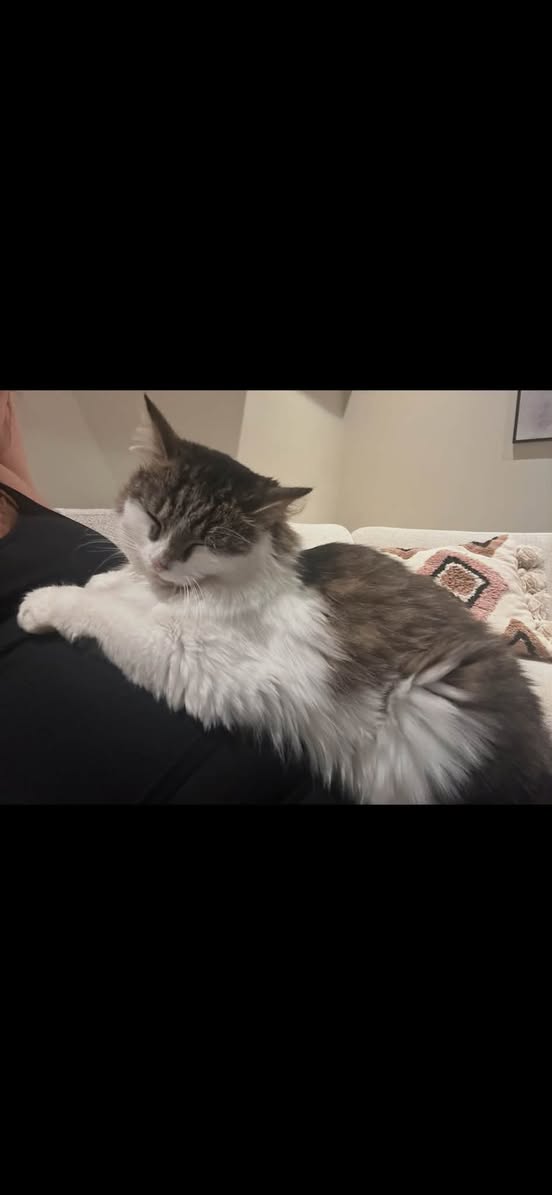 Lost cat