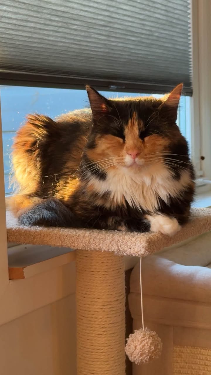 Lost Cat in Stavanger