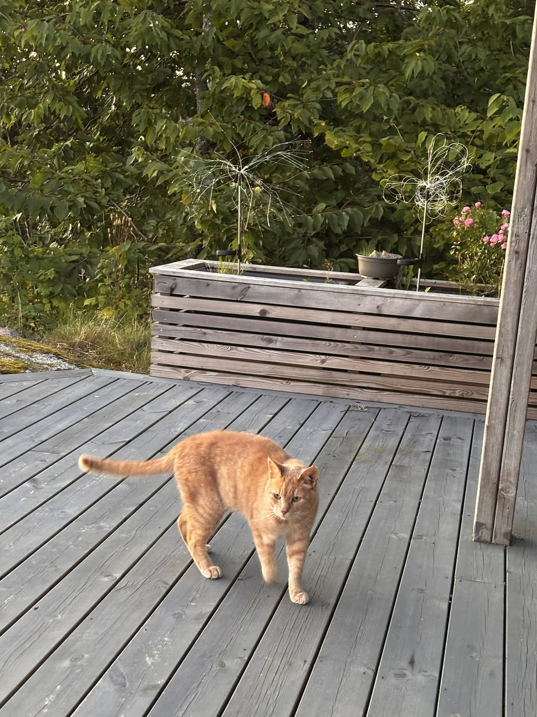 Lost Cat in Stavanger