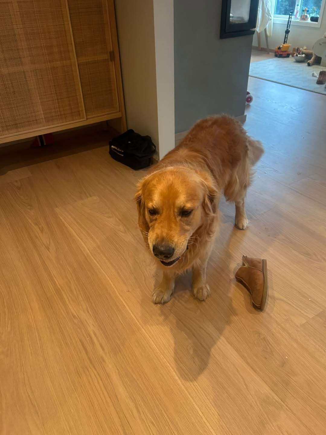 Found dog