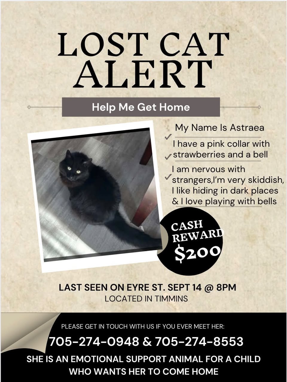 Lost Cat in Timmins