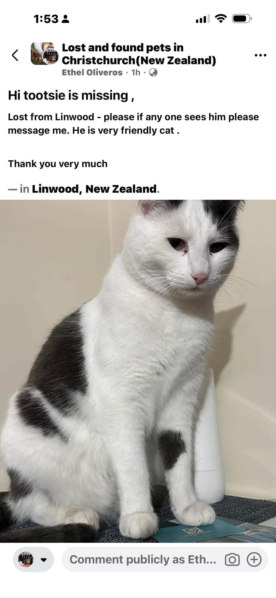 Lost cat